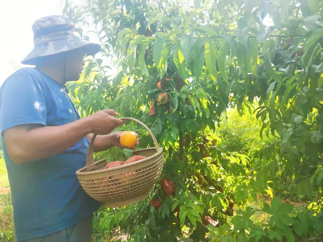 南果北种果香满园甘肃崆峒“智慧农业”实现鲜果自由(图4)