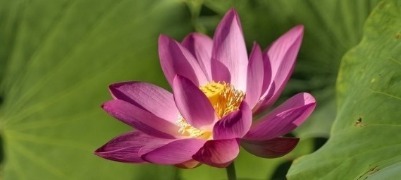 泉水浸润，灰泉荷塘绘就盛夏画卷