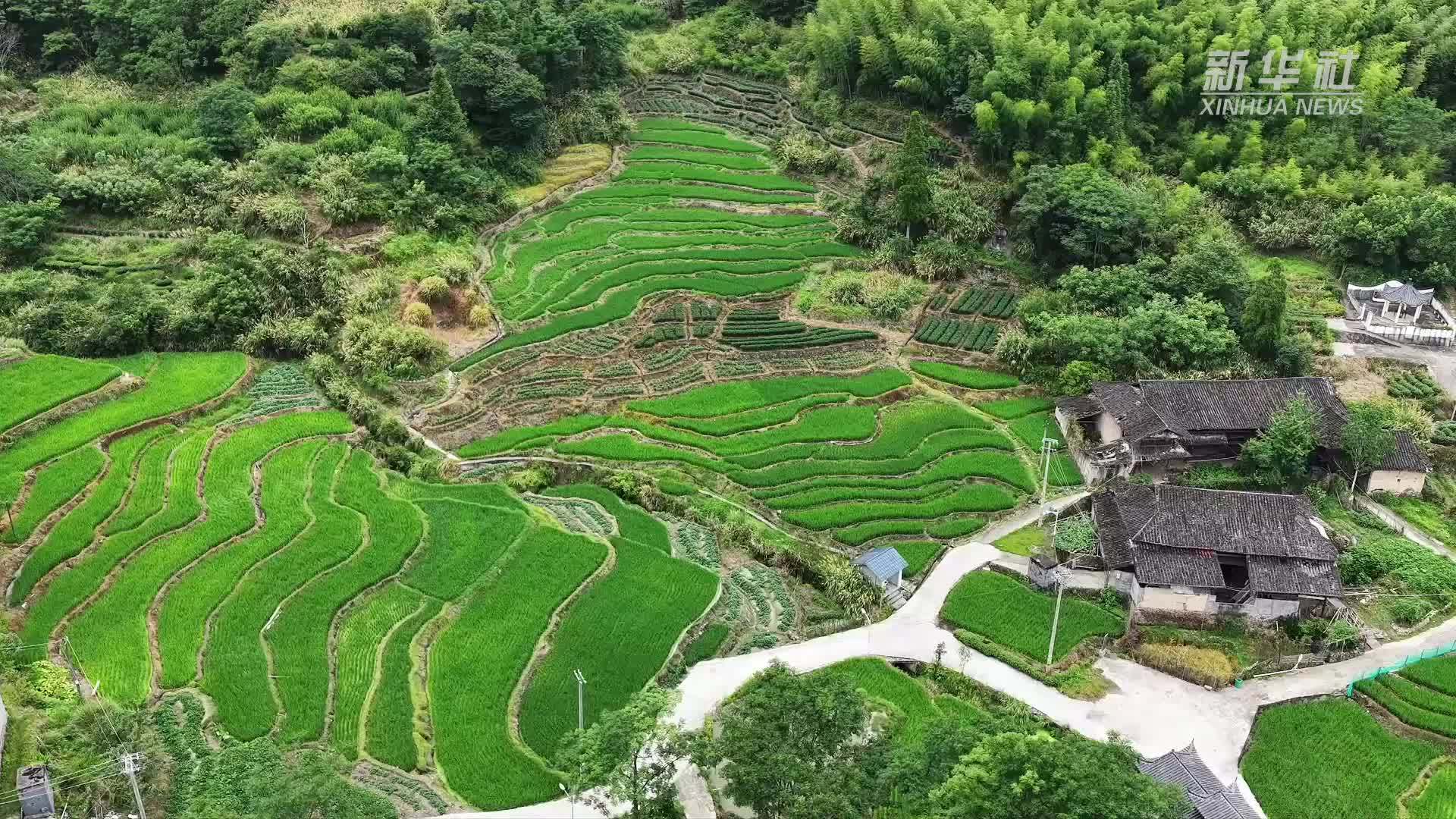 瞰中国｜福建寿宁：风吹稻田 绿浪连天