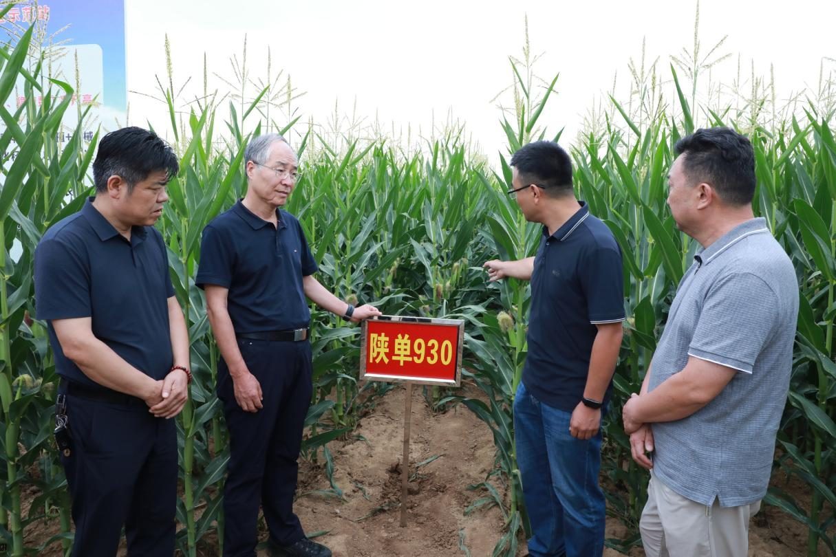 旱塬玉米“吨粮”跃迁样本∣走出杨凌看示范