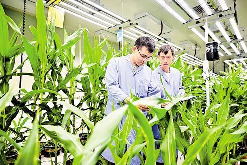 7月15日,在石家庄博瑞迪生物技术有限公司,工作人员在查看新选育的玉米品种长势。