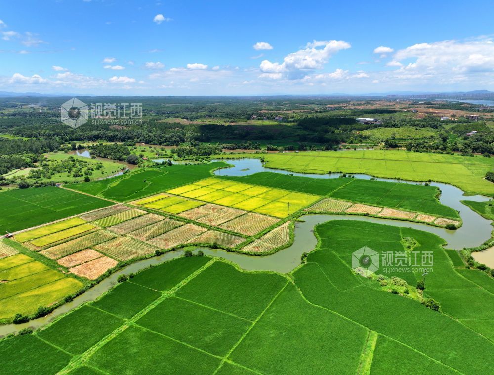 2026年7月14日,江西省吉安市泰和县万合镇竹山村田园,渠水充盈保障夏灌。