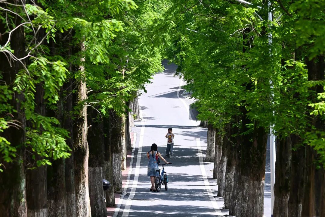 化成岩森林公园卫公路水杉葱郁，游人在树荫下打卡拍照。