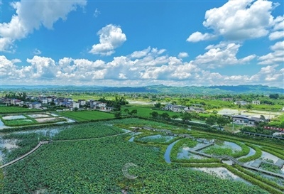 7月5日，“荷塘月色”小微湿地公园，满塘荷花与蓝天白云相融，勾勒出一幅诗意画卷。记者 熊 伟 摄