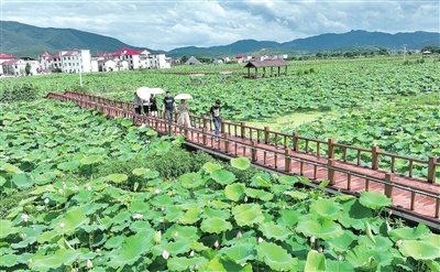江西萍乡：千亩荷花次第开（图）
