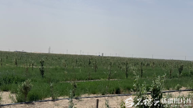 7月5日,和田县防沙治沙站试验田一角。何轩 摄