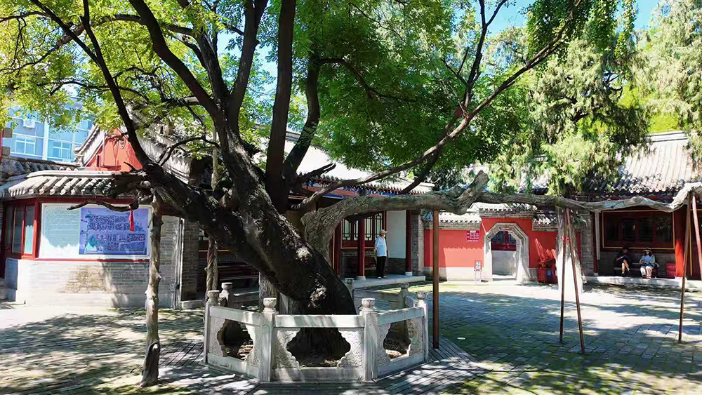 定州文庙内的“东坡双槐”