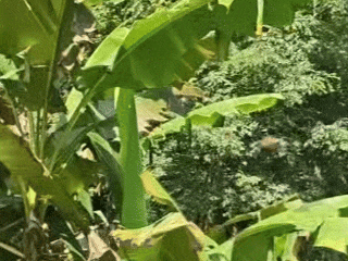 7月14日 (1).gif