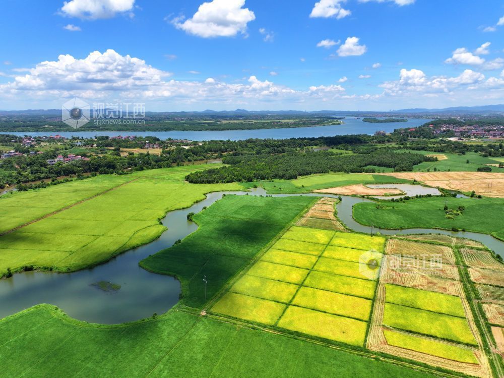 2026年7月14日,江西省吉安市泰和县万合镇竹山村田园,渠水充盈保障夏灌。