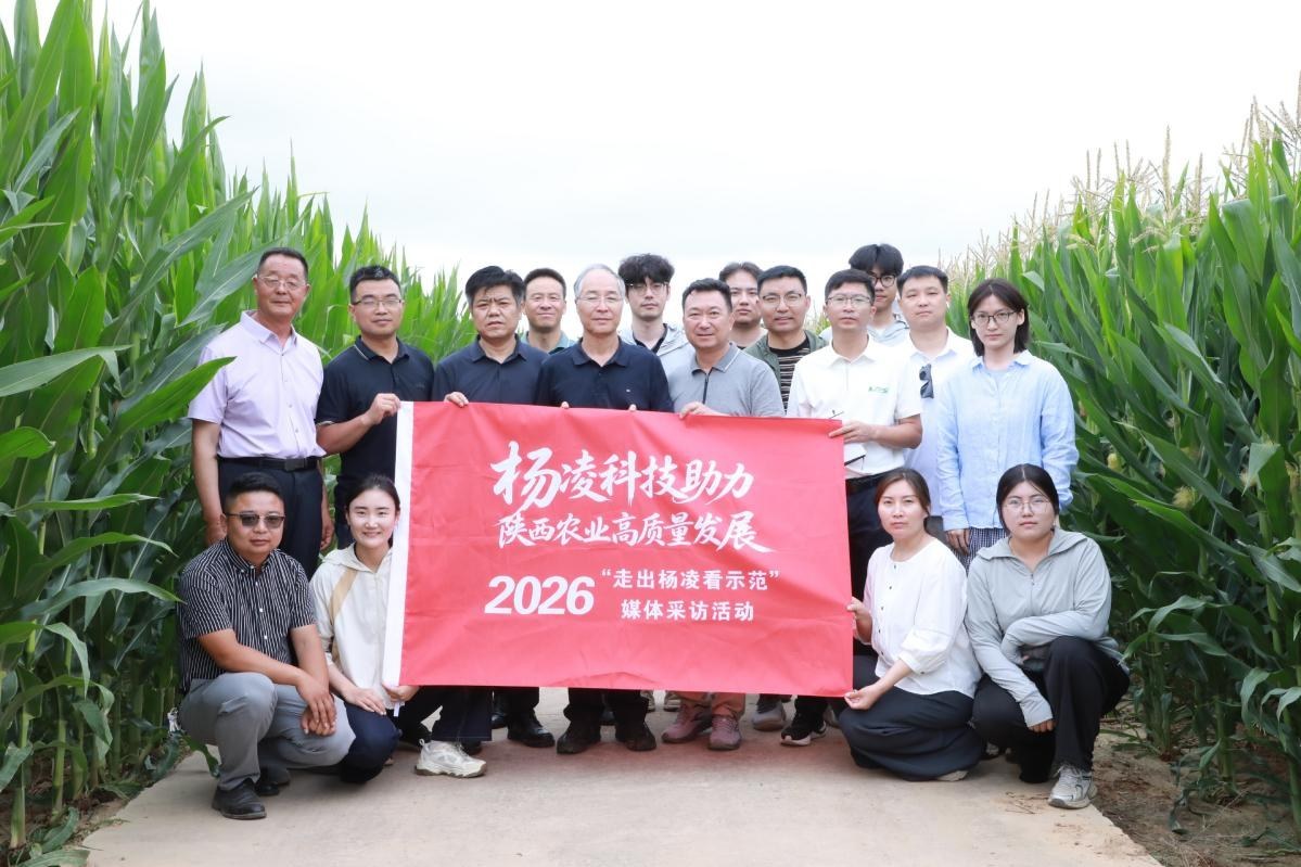 旱塬玉米“吨粮”跃迁样本∣走出杨凌看示范