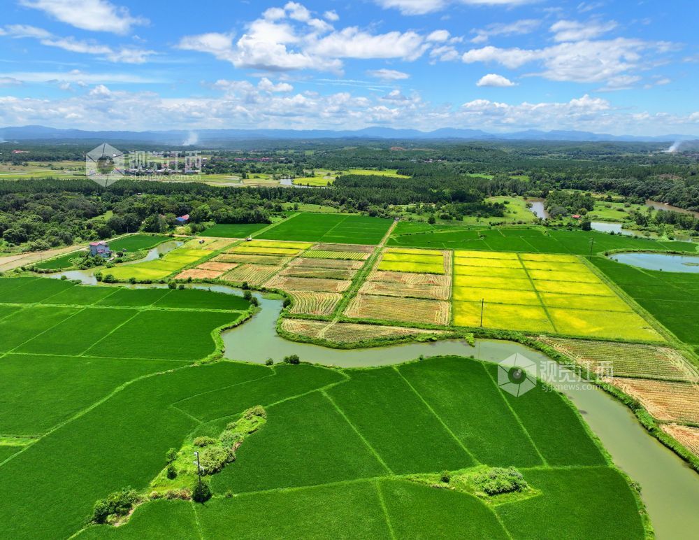 2026年7月14日,江西省吉安市泰和县万合镇竹山村田园,渠水充盈保障夏灌。