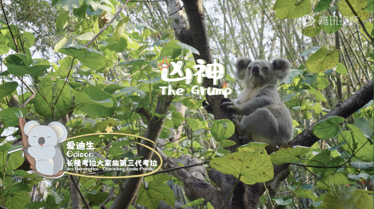 《我是考拉,欢迎光临我们的家》温情收官:一个八代考拉大家族,二十年的爱与守候