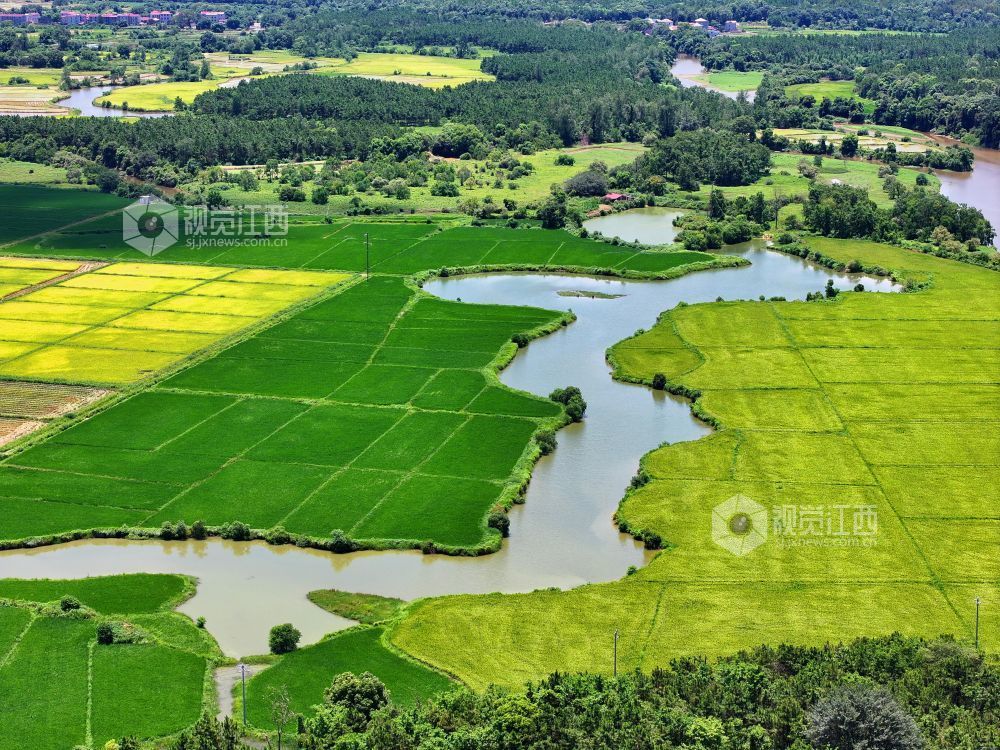 2026年7月14日,江西省吉安市泰和县万合镇竹山村田园,渠水充盈保障夏灌。