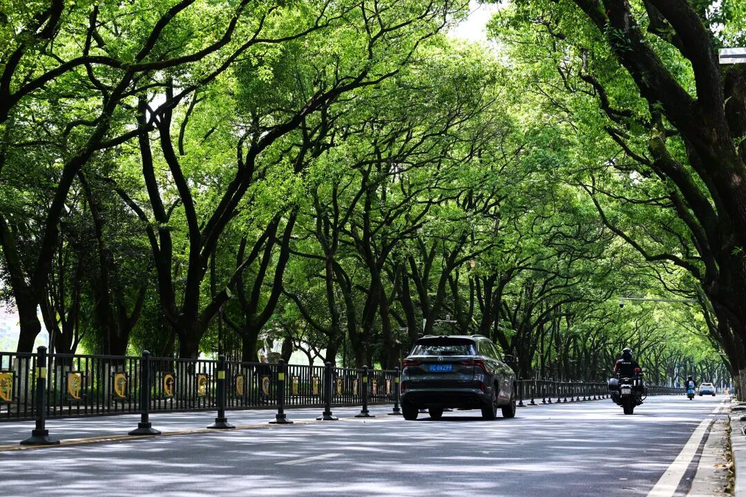 中心城区秀江中路香樟叠翠，车辆穿行于林荫之间。