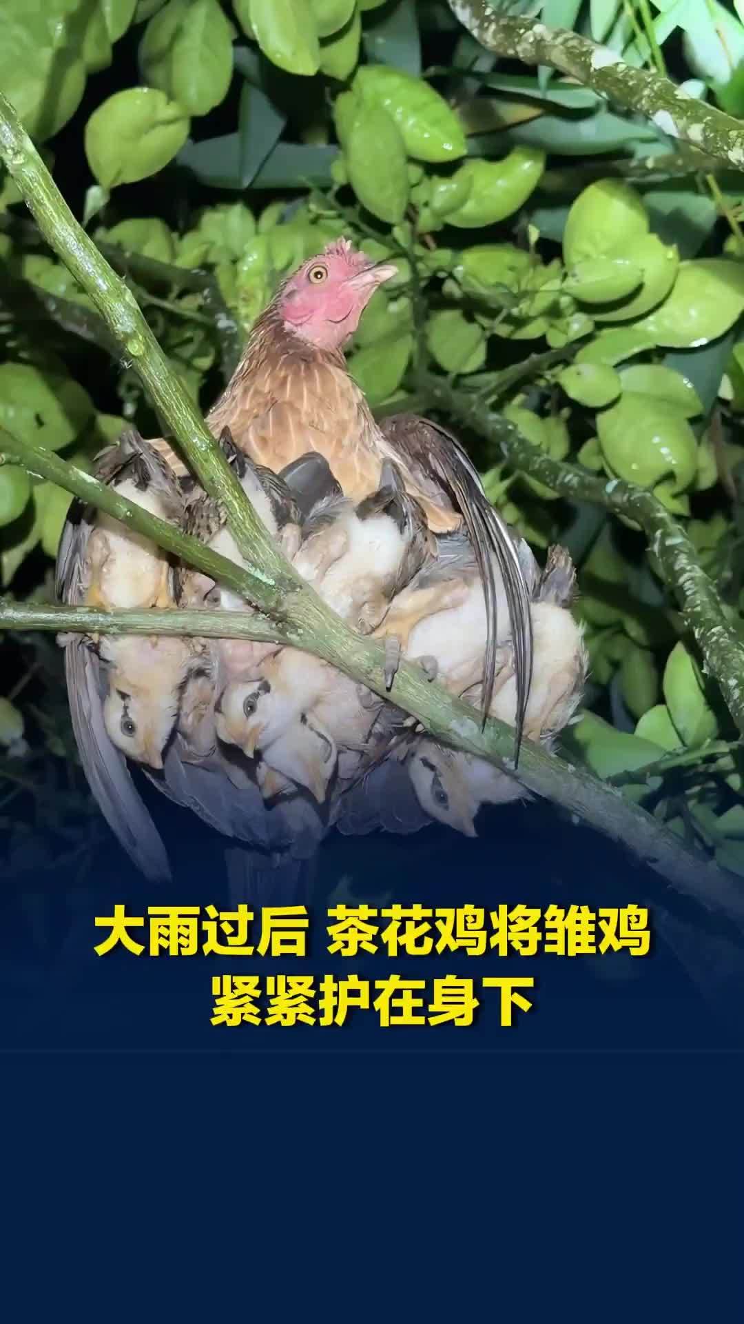 大雨过后，茶花鸡将雏鸡紧紧护在身下，这一幕看暖了无数人