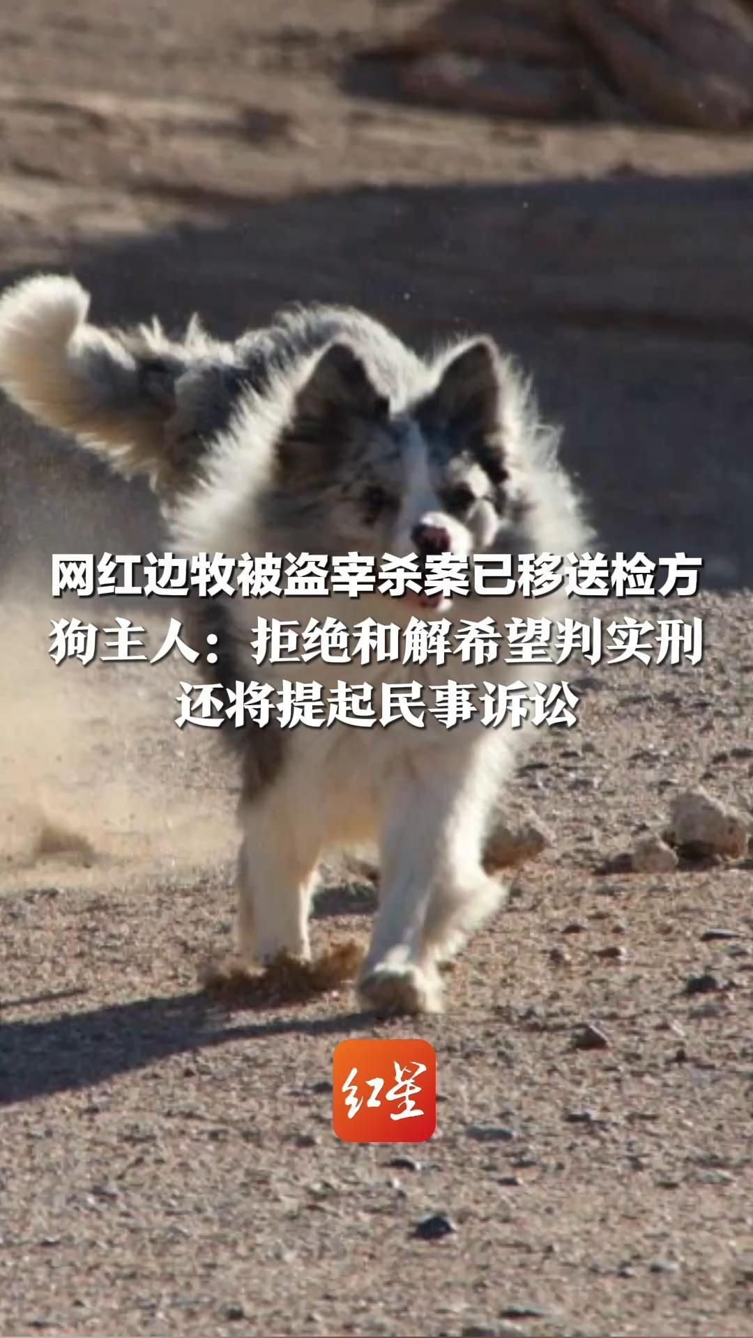 网红边牧被盗宰杀案已移送检方  狗主人：拒绝和解希望判实刑 还将提起民事诉讼  警方核定“锄头”价格为2300元