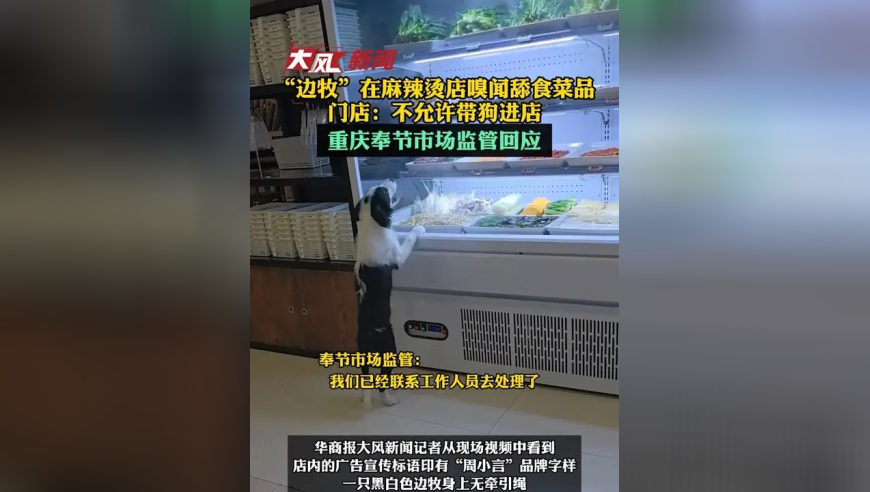 “边牧”在麻辣烫店嗅闻舔食菜品，门店：不允许带狗进店 重庆奉节市场监管回应