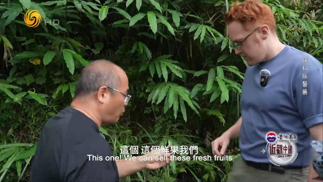 在森林中培育中草药，这种模式完美平衡了生态保护与经济发展