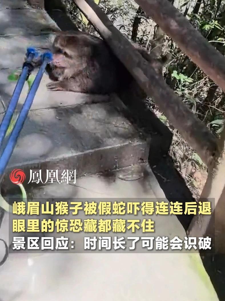 终于找到了峨眉山猴子的克星，猴子被假蛇吓得连连后退，眼里的惊恐藏都藏不住 #四川 #乐山 #峨眉山 #旅游 #社会