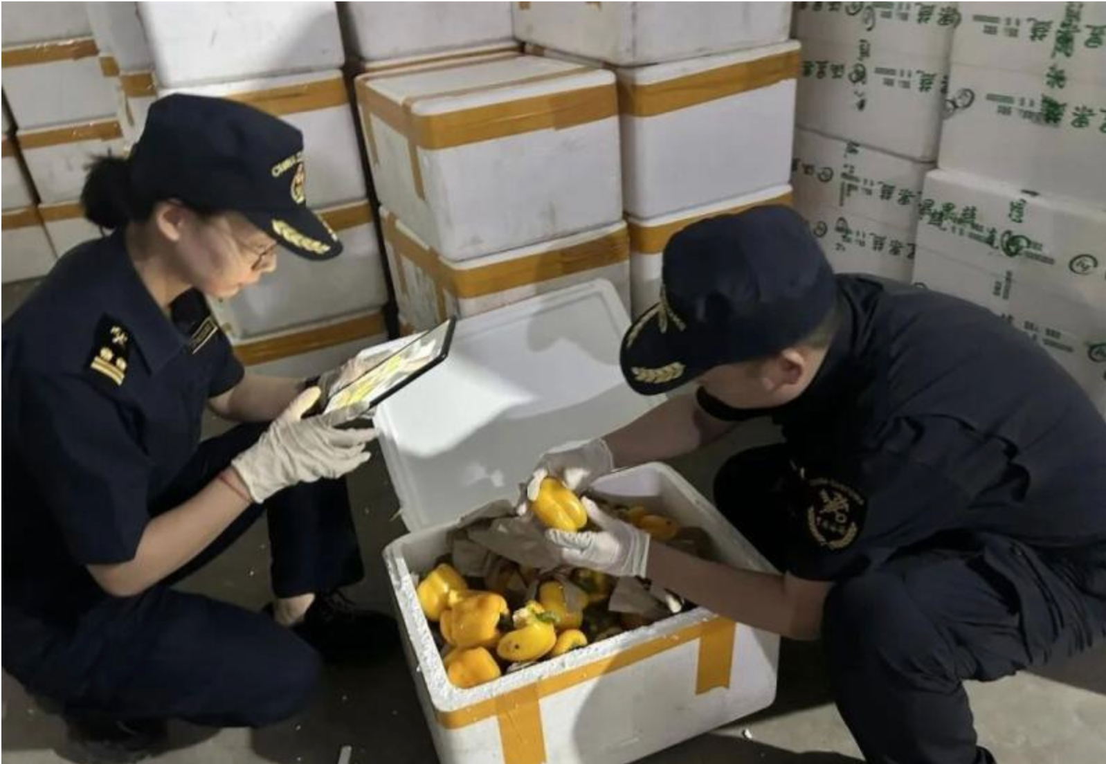 中蒙农产品“绿色通道”成效亮眼 果蔬出口累计突破20亿元