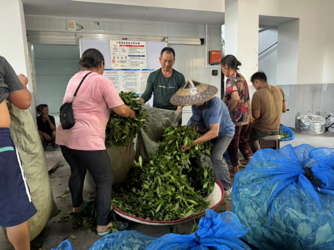 图为茶厂内,队员实地查看茶农交售的鲜叶,了解黄金茶原料收购标准与采收情况。王珊 供图