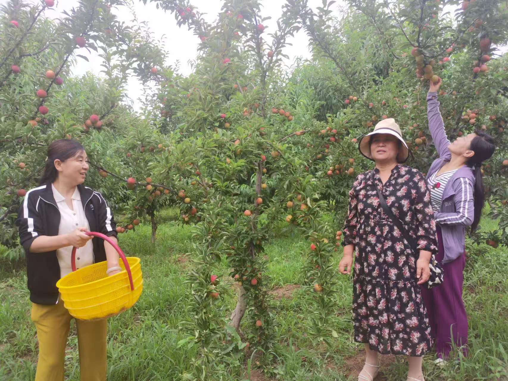 图为市民在七府李子园采摘.jpg
