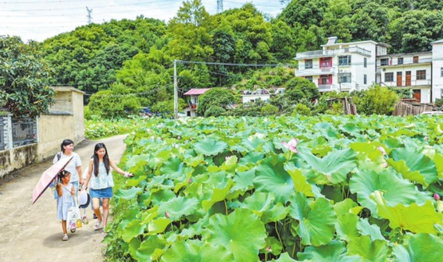 九江：夏日荷景醉游人乡村风光引客至（图）