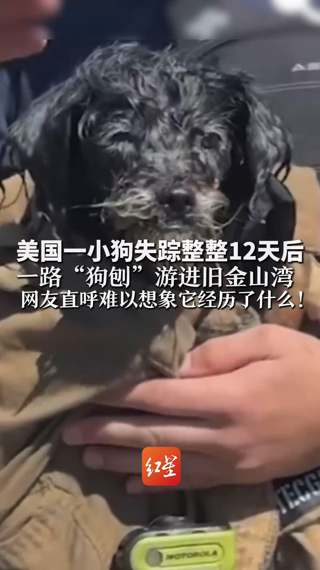 美国一小狗失踪整整12天后  一路“狗刨”游进旧金山湾！消防出动2车2船追它，终于救起  网友直呼难以想象它经历了什么