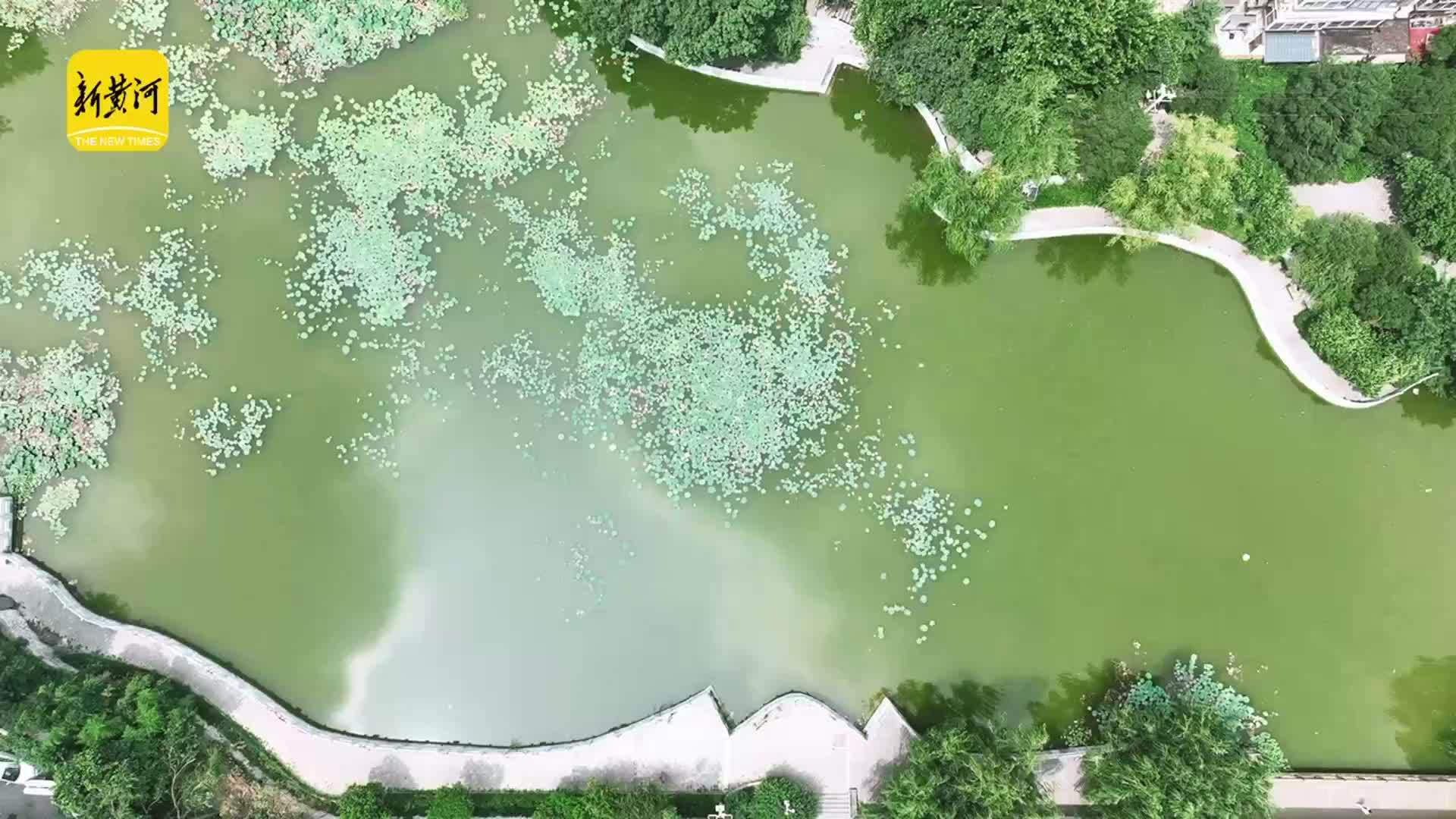 济南闹市藏幽境 一潭青绿醉盛夏