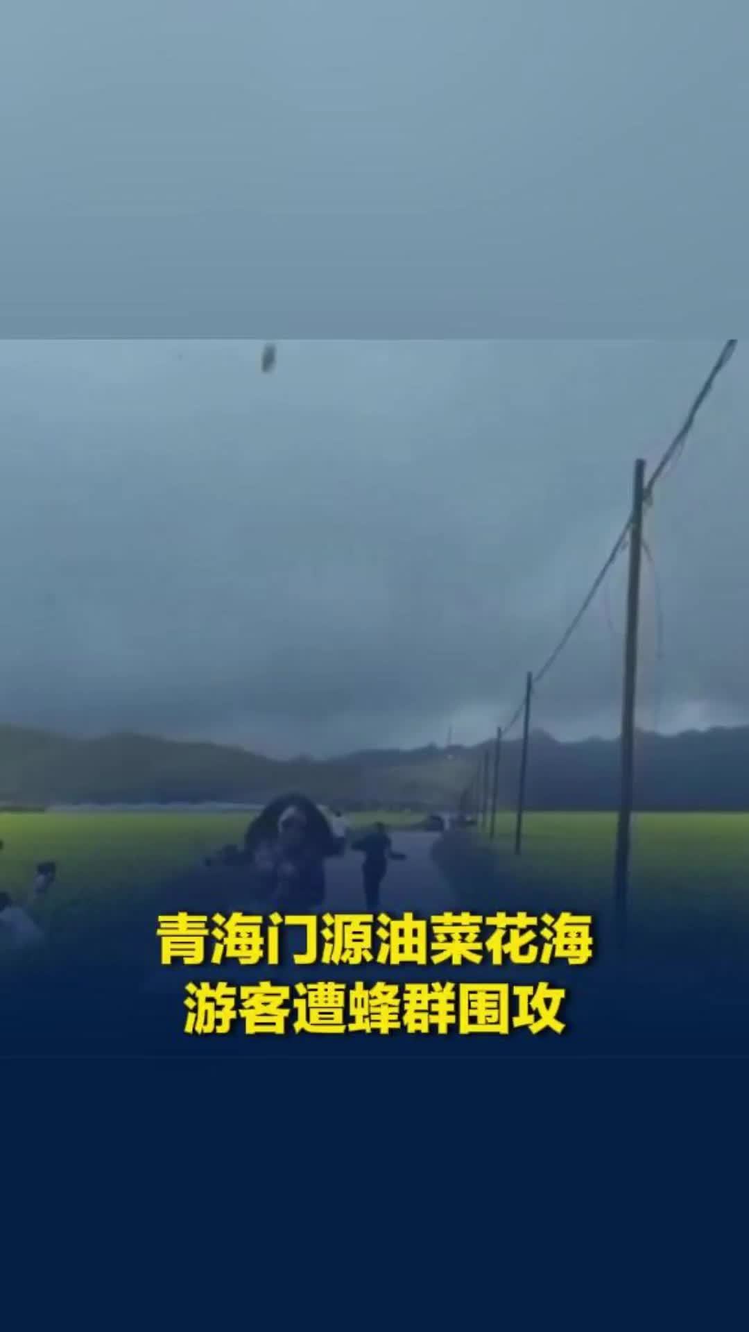 青海门源百里油菜花海有游客遭蜂群“围攻”，女子脱外衣不断挥赶，当地文旅部门提醒