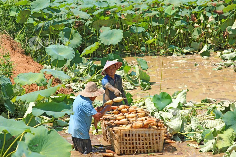 2026年7月17日,江西省吉安市泰和县沿溪镇荷树村生态莲藕种植基地,农民正在采收莲藕。