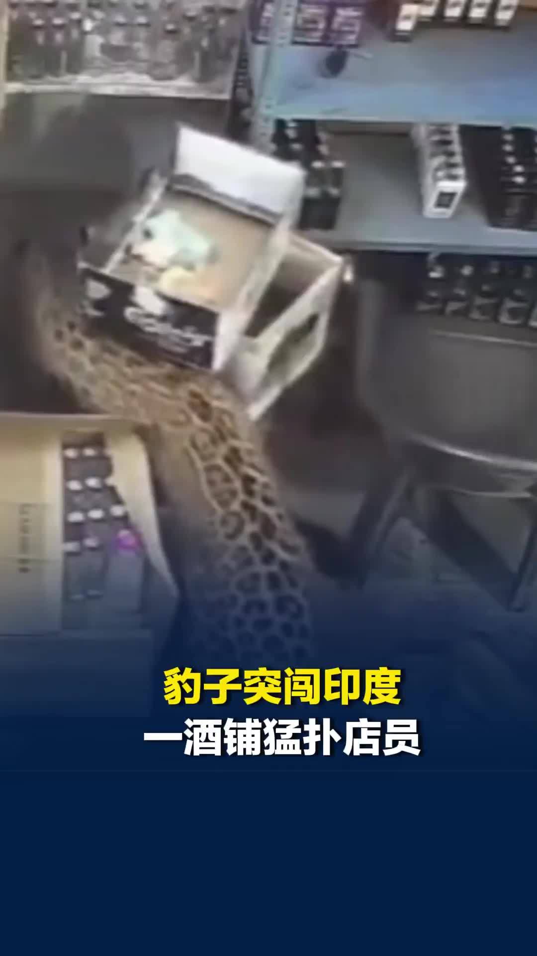 印度豹子冲进酒铺扑咬两名店员，店员奔逃反手把豹子锁屋里