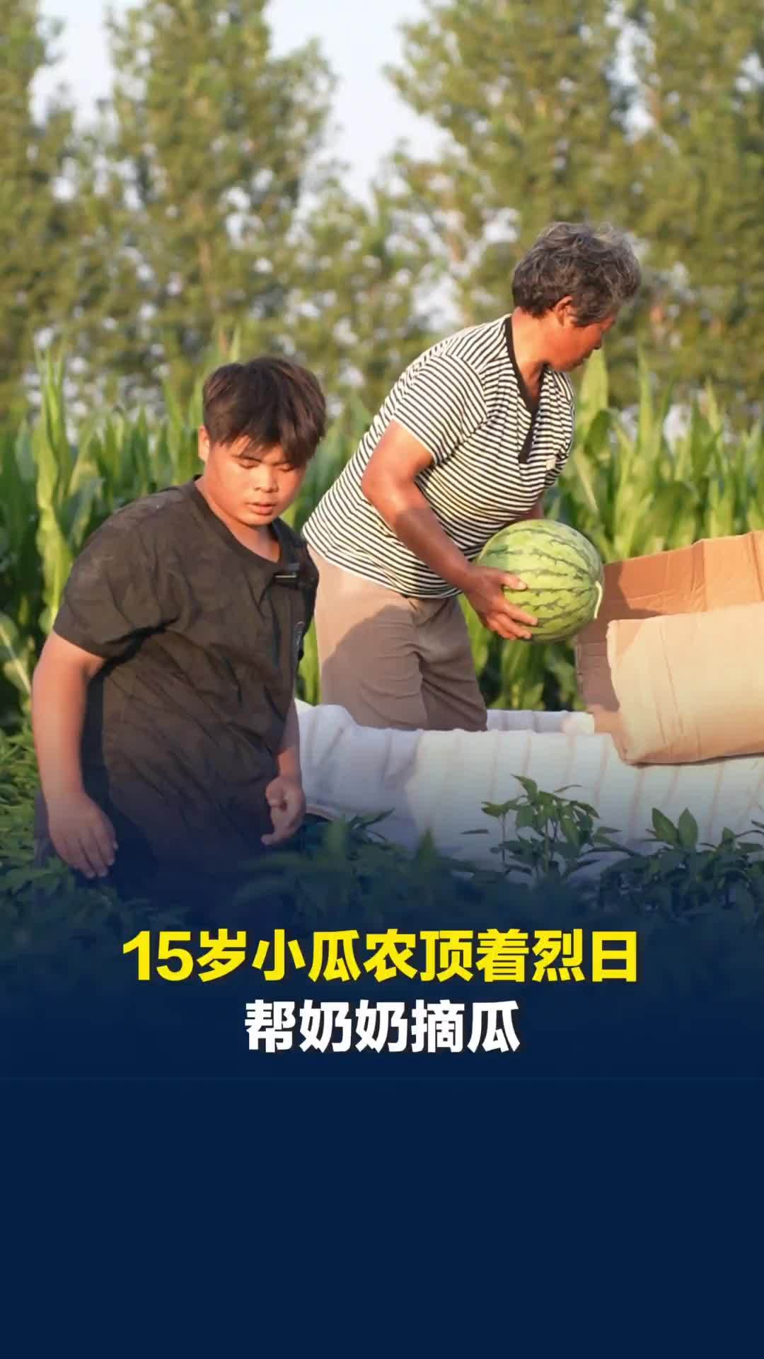 河南周口西瓜迎来销售旺季，15岁小瓜农顶着烈日帮奶奶摘瓜，大汗淋漓却从不喊累