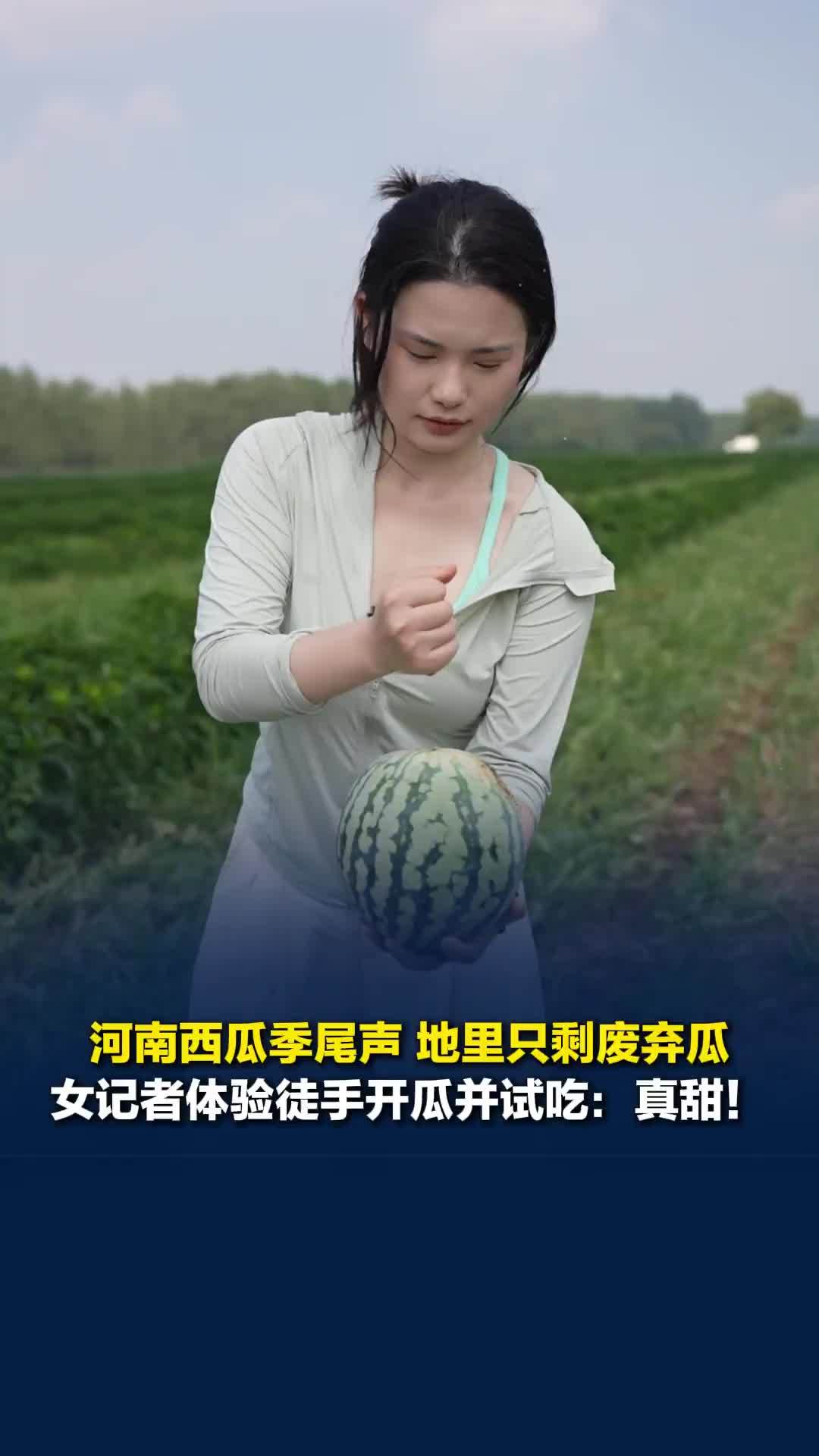 女记者体验徒手开河南开封“废弃西瓜”并试吃：真甜