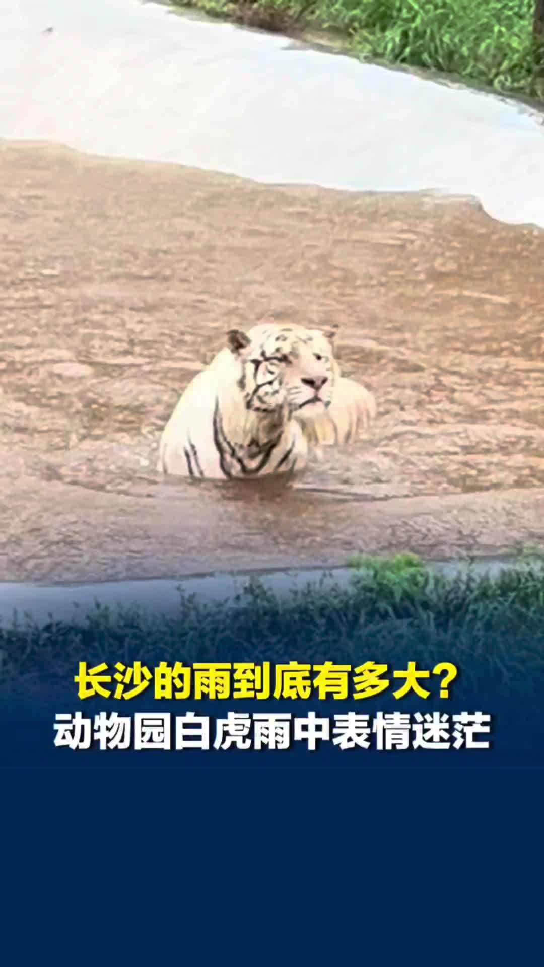 长沙的雨到底有多大？动物园的小泳池变成了大泳池，白虎雨中漫步表情迷茫