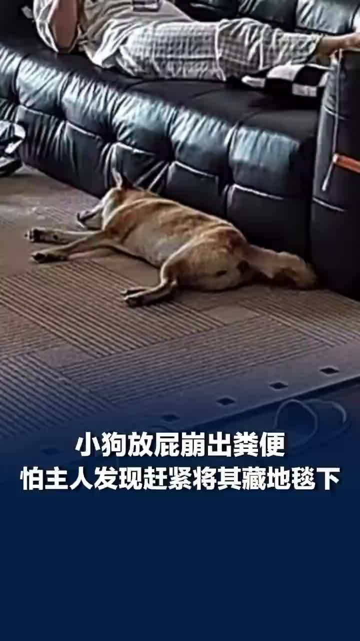 小狗放屁崩出粪便藏地毯下遮掩，主人称捡地毯异物闻没认出是狗屎