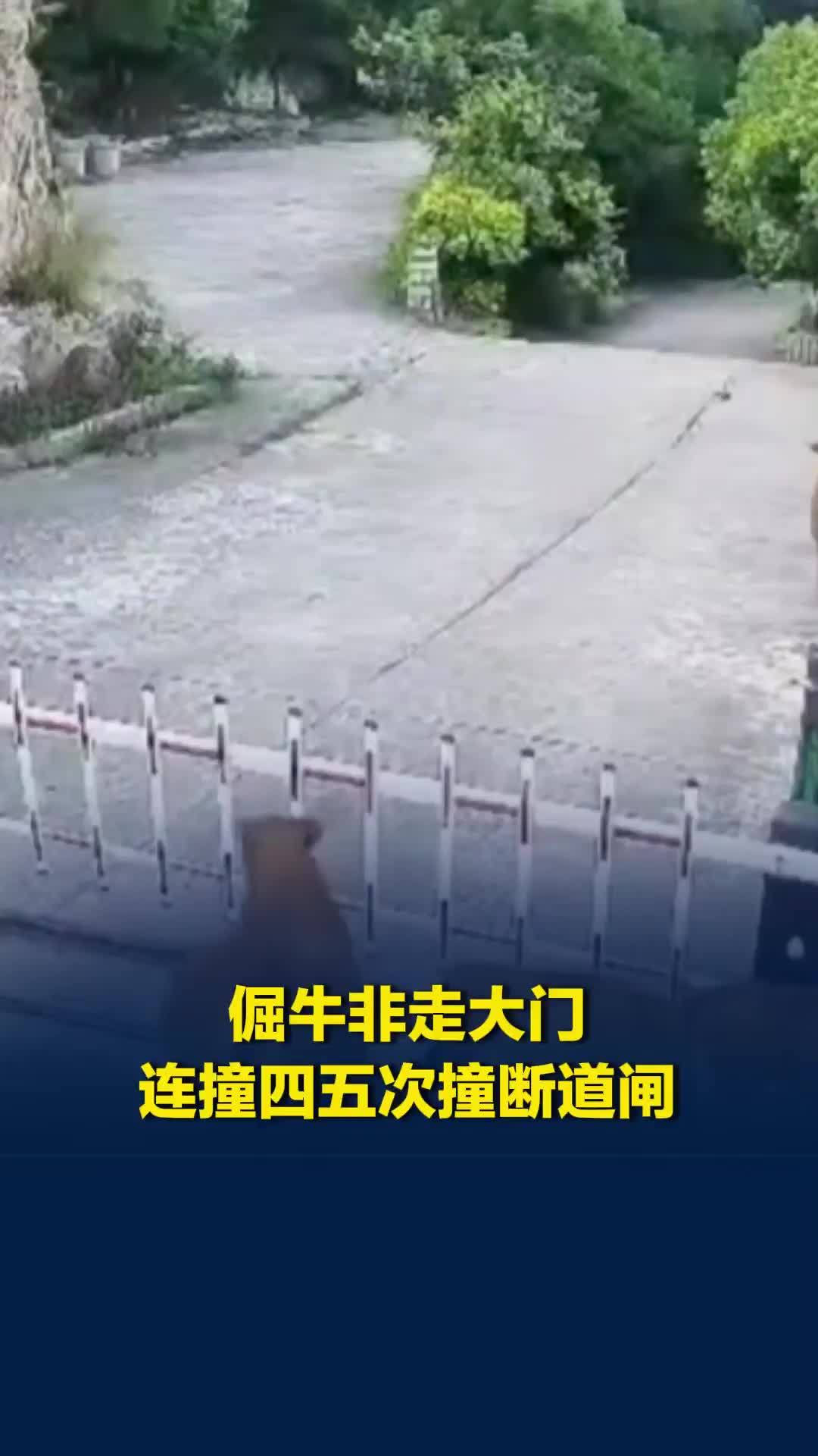倔牛非走大门，连撞四五次撞断道闸，知情人：每次都是它，气得牛主人把它“关禁闭”了