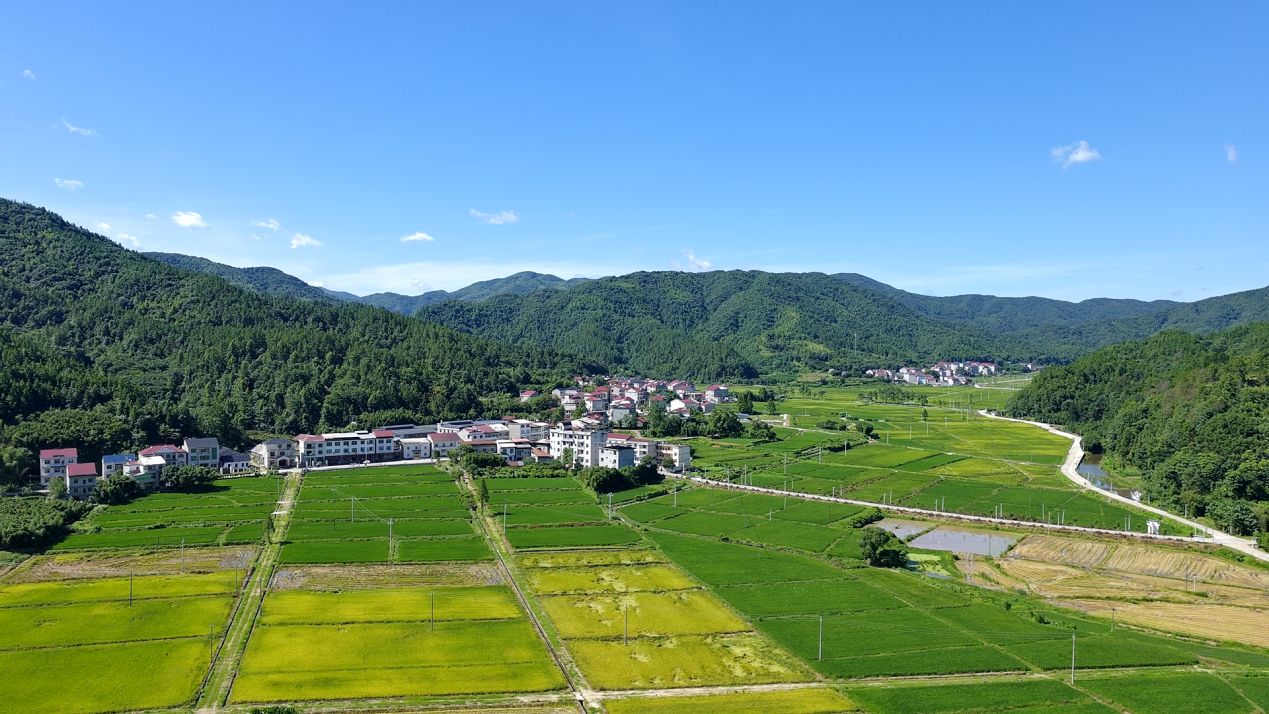 江西万年施用鲁花花生肽肥水稻示范田玉对照田