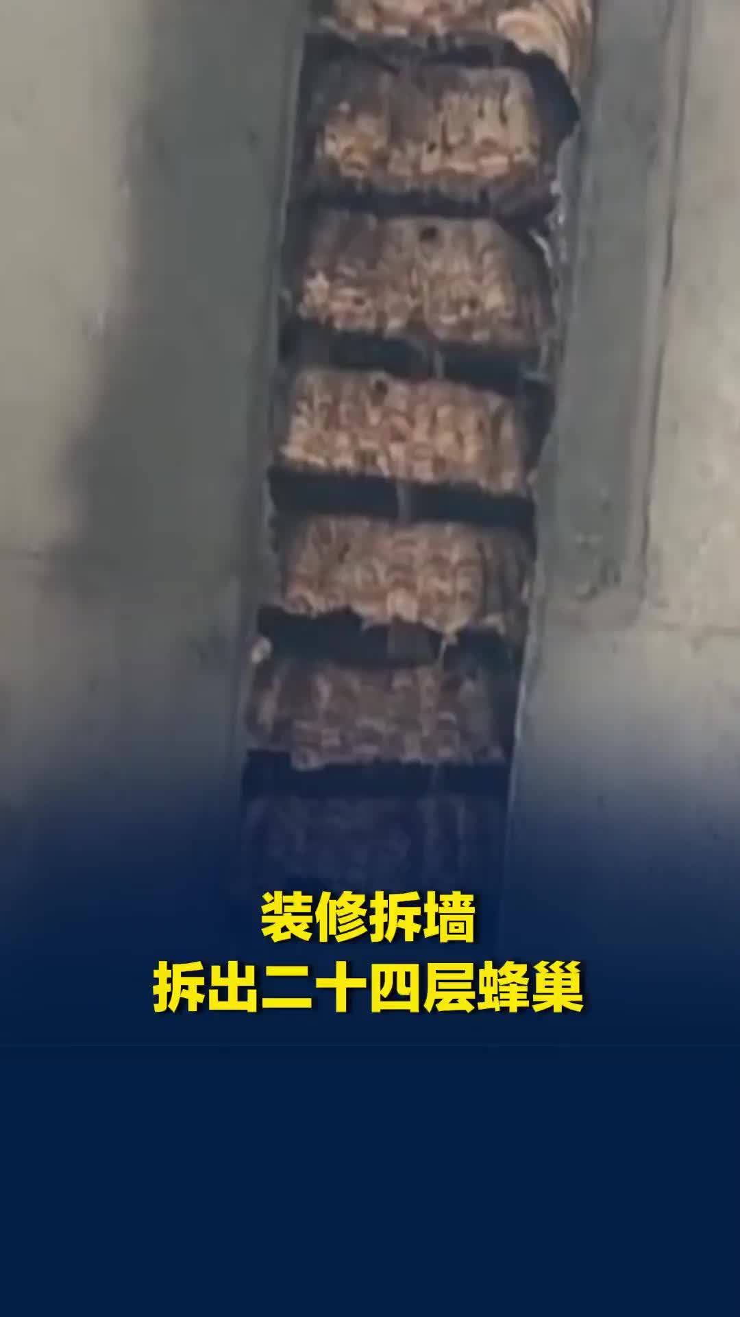 装修师傅拆墙拆出二十四层蜂巢，师傅：已清理，墙是空心的，马蜂从上面排风管钻进来的