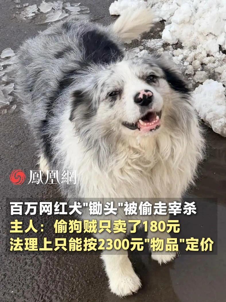 百万网红犬“锄头”被偷走宰杀，主人：法理上只能把养了9年的狗，按2300元的“物品”定价#网红 #宠物 #家人 #狗狗 #社会