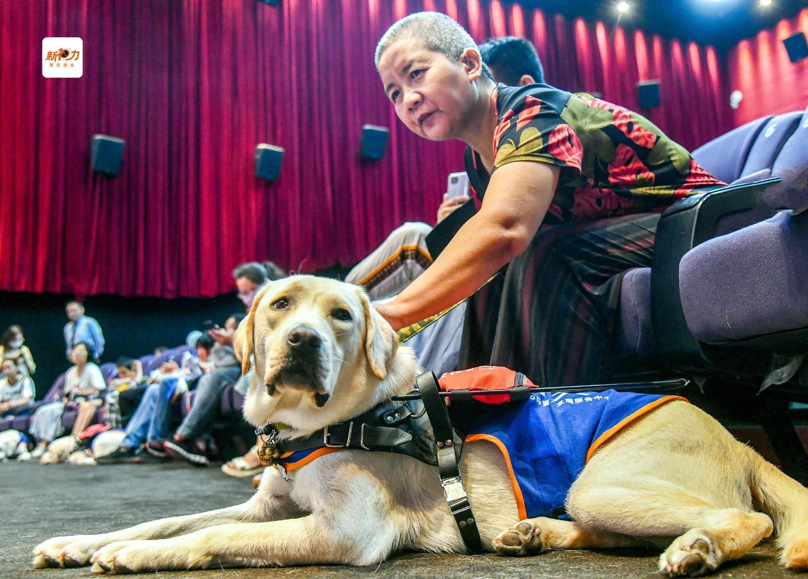 影院内安静待命的导盲犬,陪主人走进光影世界。