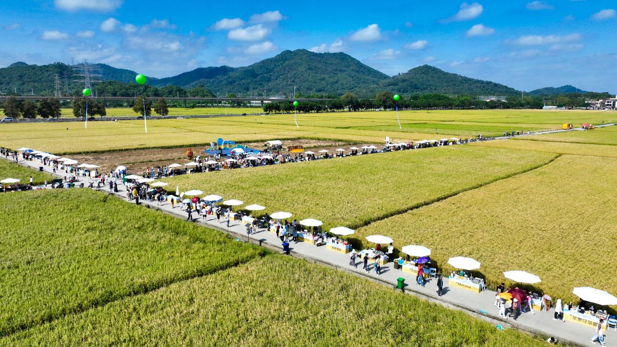 首届稻田咖啡文化节在崖口村稻田中心开幕