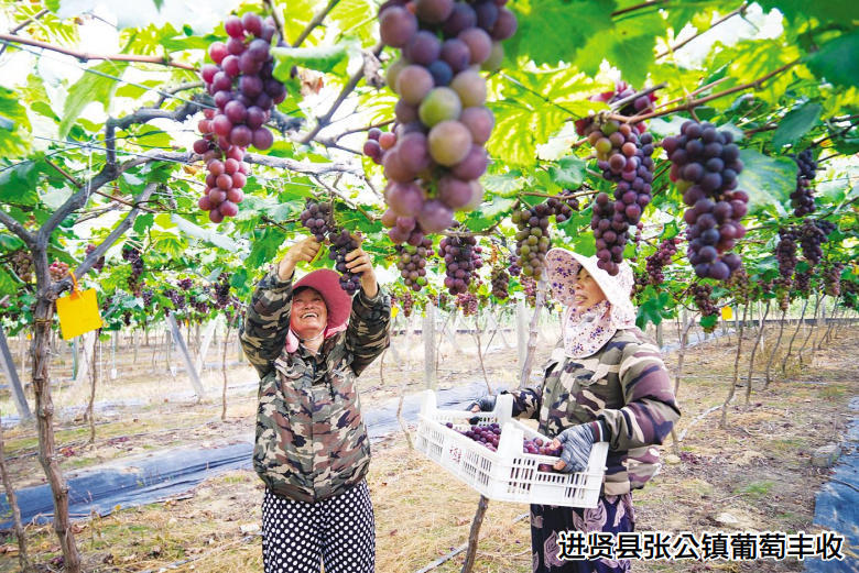 进贤县张公镇葡萄丰收