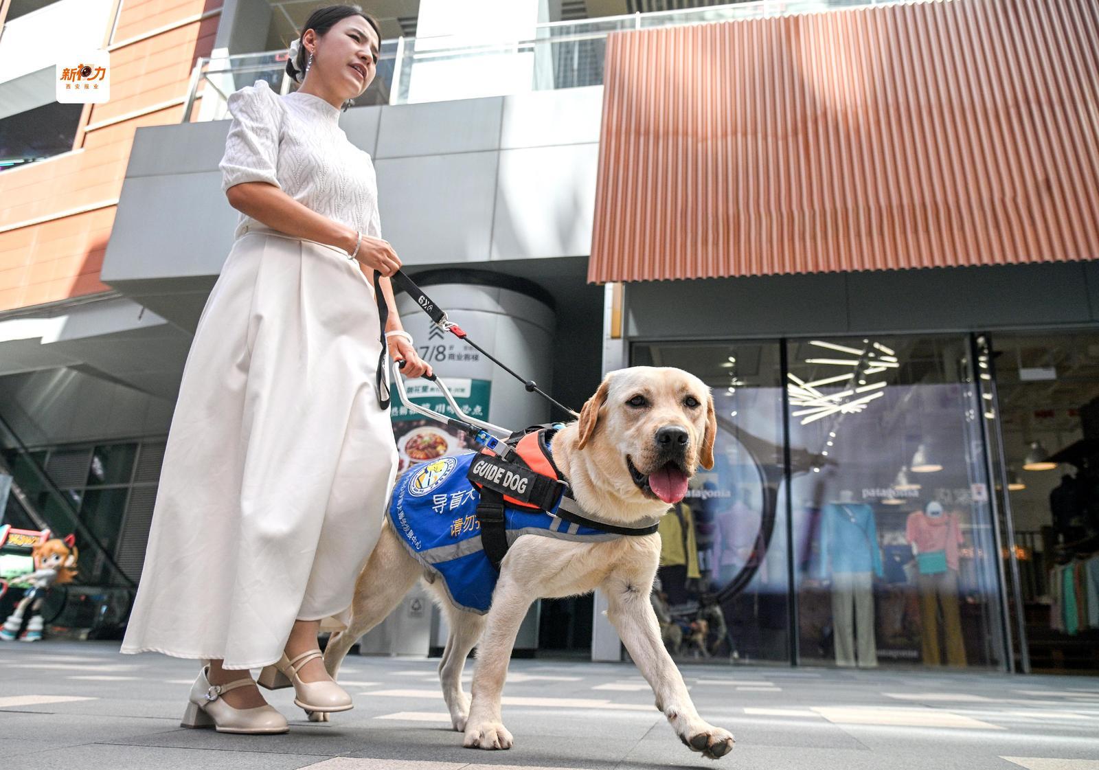 视障女士与导盲犬漫步商业街