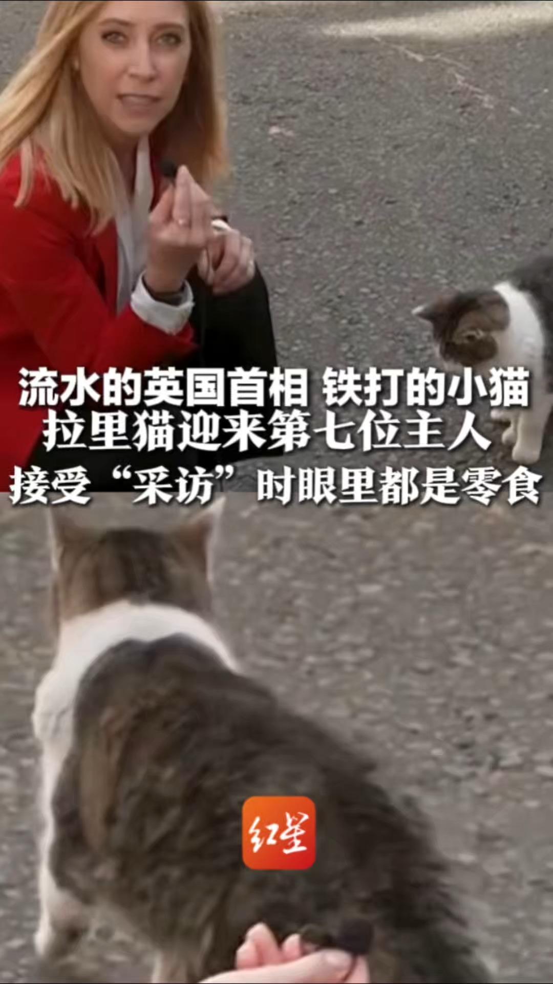 流水的英国首相 铁打的小猫 拉里猫迎来第七位主人 接受“采访”时眼里都是零食 听到“新首相有只狗”它扭头就走