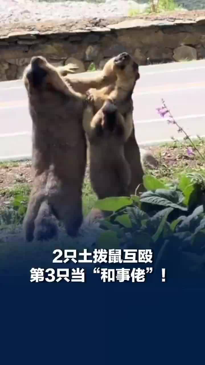 2只土拨鼠互殴第3只当和事佬