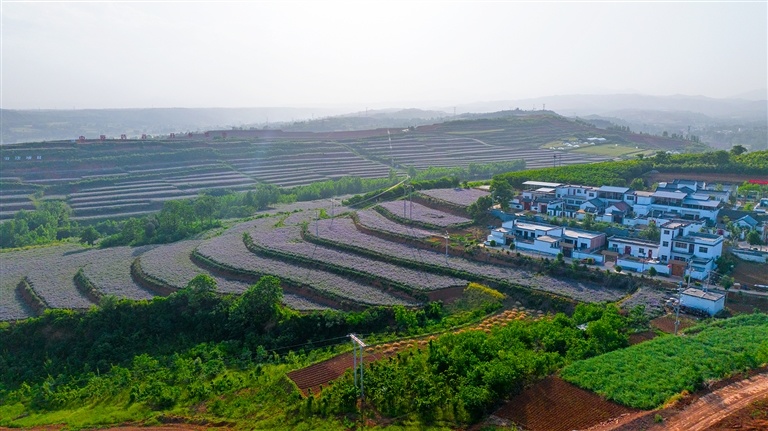 嵩县丹参基地。王博 摄