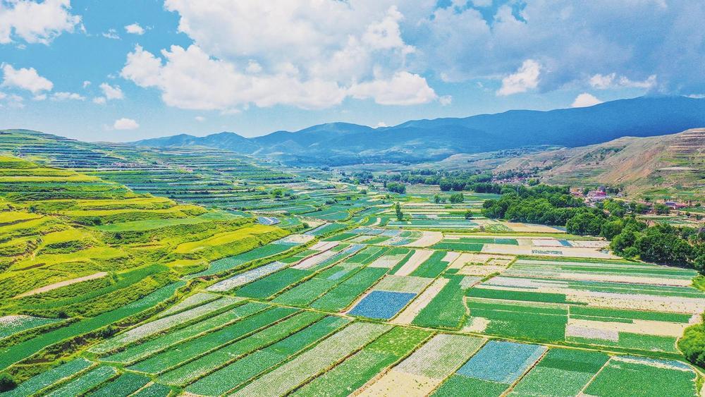 榆中县新营镇高原夏菜种植基地　榆中县委宣传部供图