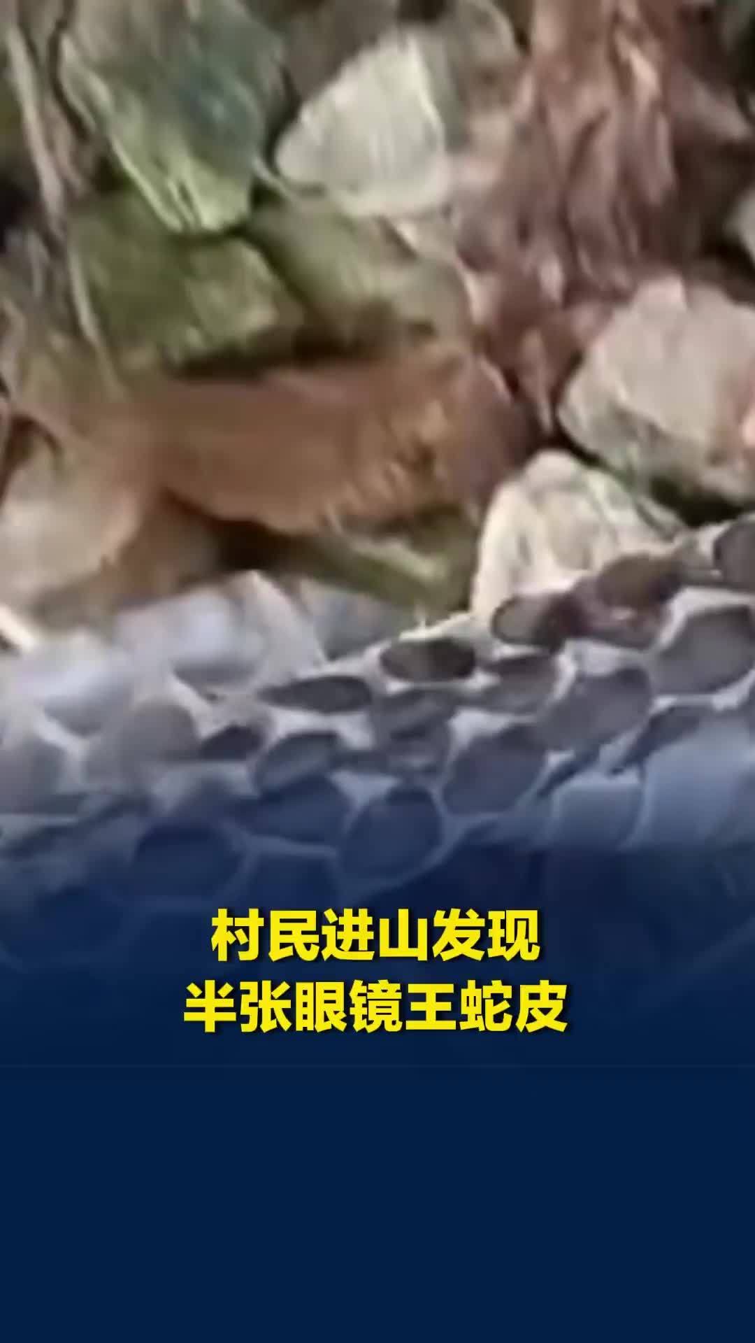广西来宾一村民进山发现眼镜王蛇残缺蛇皮，当事人：完整蛇蜕可卖出近百元