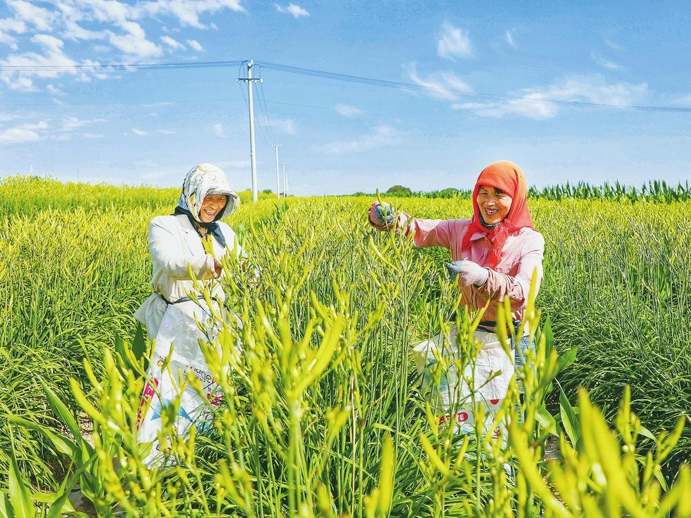 近日，庆阳市环县洪德镇李塬村村民在田间采摘黄花菜。眼下，环县2万多亩黄花菜全面进入采摘期。各乡镇塬面梁峁间，连片金色的黄花菜与蓝天白云、青绿田野交相辉映，村民们抢抓晴好天气加紧采摘、晾晒，处处一派繁忙的丰收景象。新甘肃&middot;甘肃经济日报通讯员　郭海霞　摄